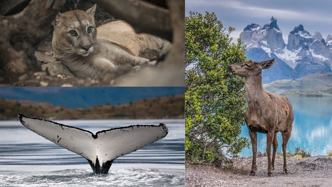 Wildlife in Patagonia: All You Need to Know